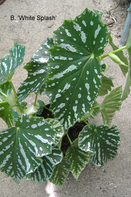B. ‘White Splash’